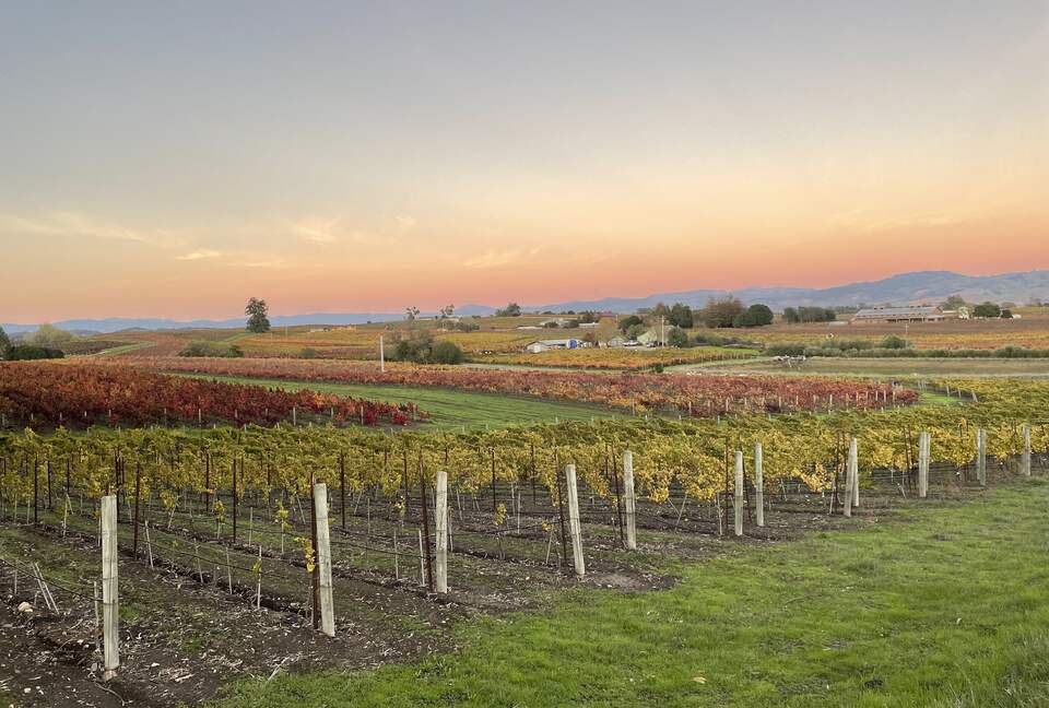 Home Exchange in Napa, CA fields of grapes