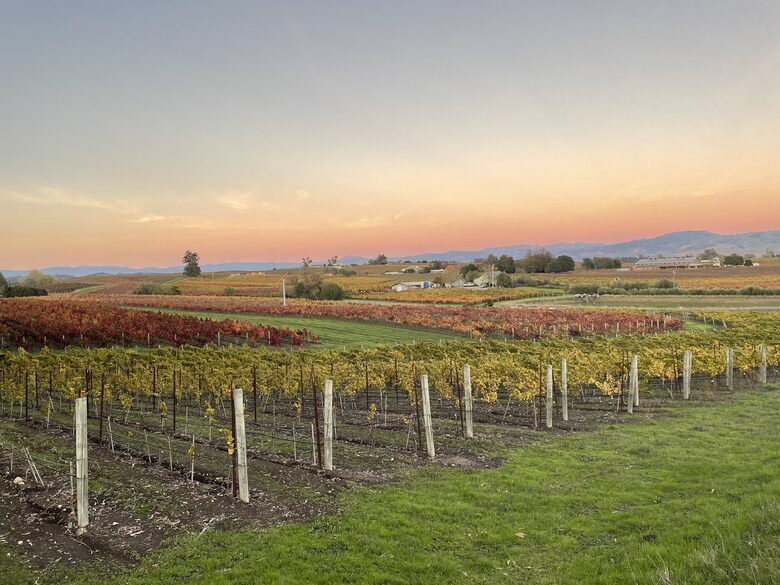 Home Exchange in Napa, CA fields of grapes