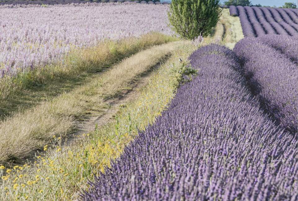 Home Exchange in Uchaux, Provance, France