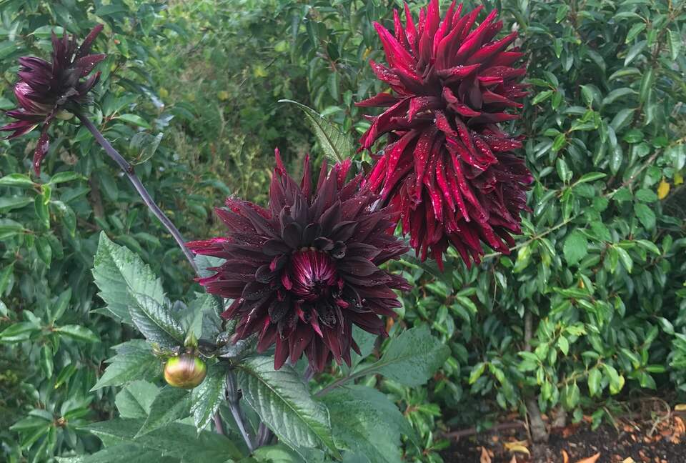 Brook House - Wincanton, United Kingdom