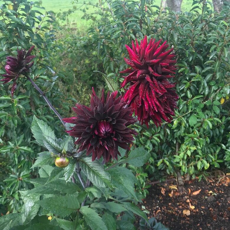 Brook House - Wincanton, United Kingdom