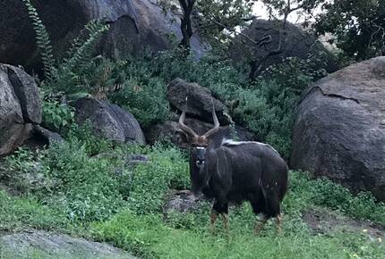 Stylish Bush Camp Close to Kruger National Park - Ba-Phalaborwa NU, South Africa