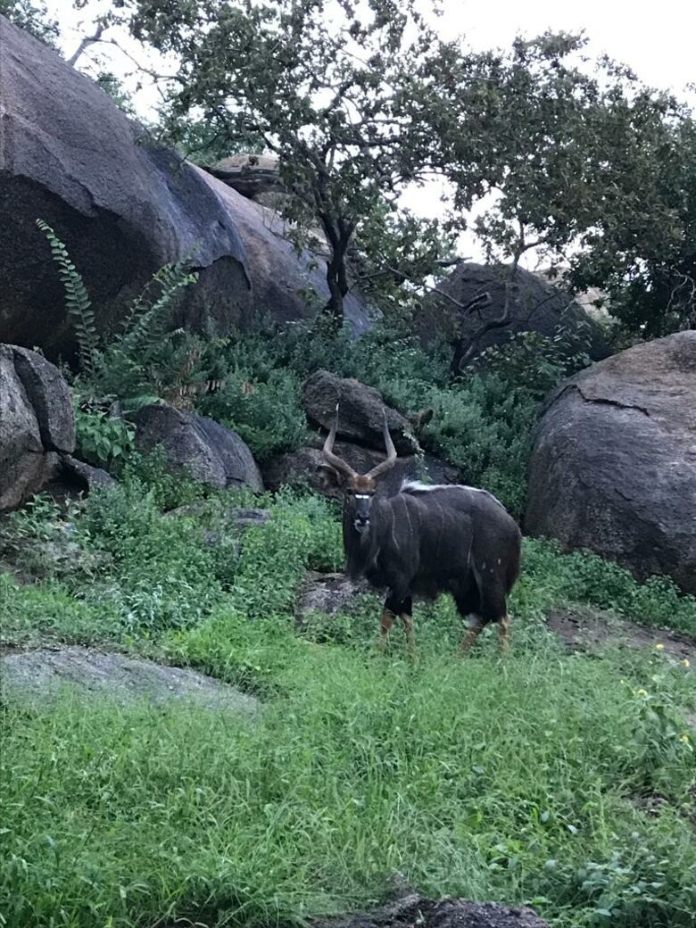Stylish Bush Camp Close to Kruger National Park - Ba-Phalaborwa NU, South Africa
