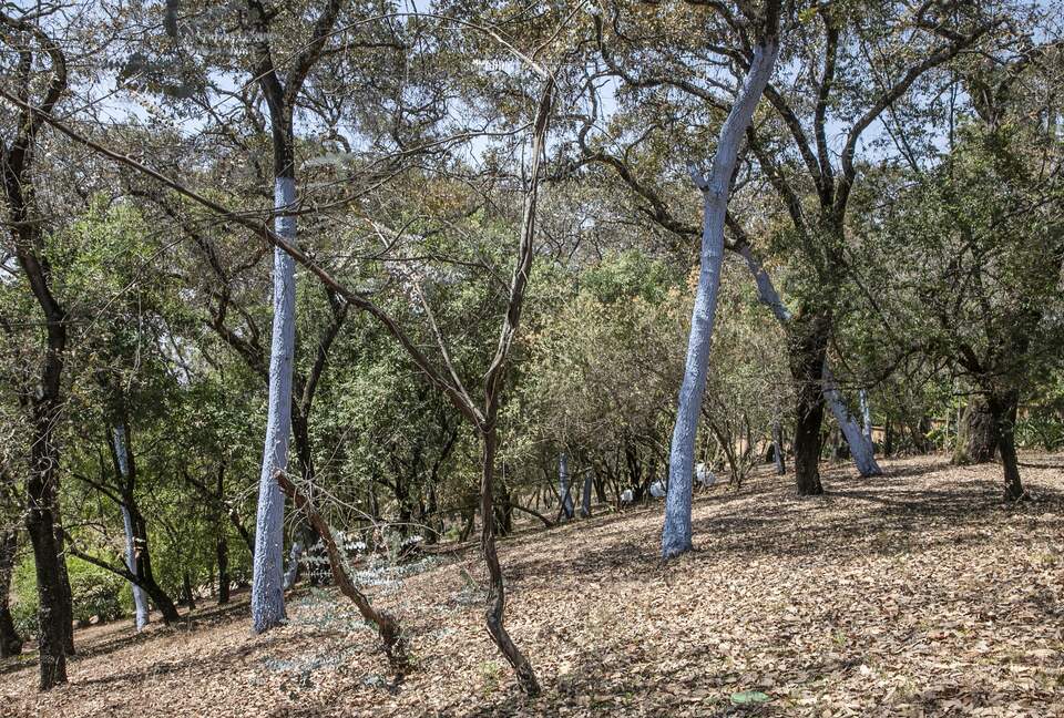 Home Exchange in Santo Tomás Chiconautla, Mexico