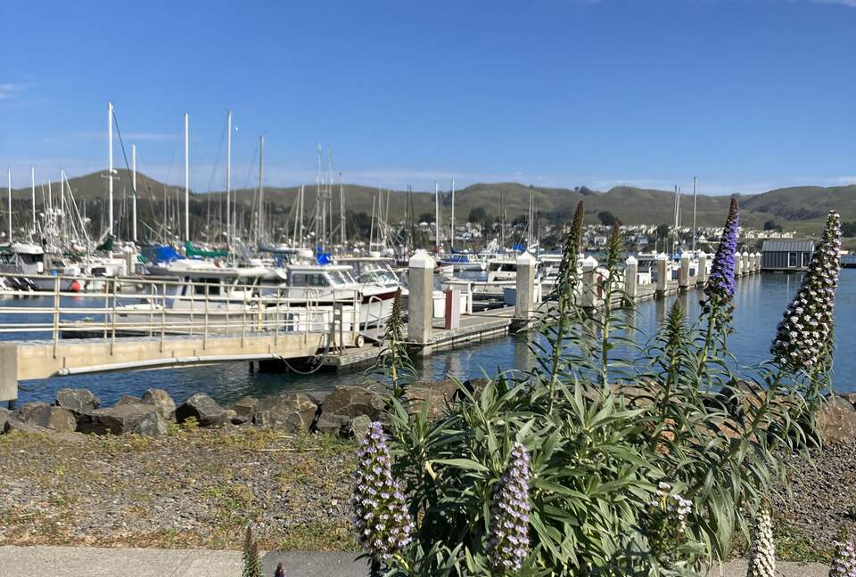 Boats at Bodega Harbor