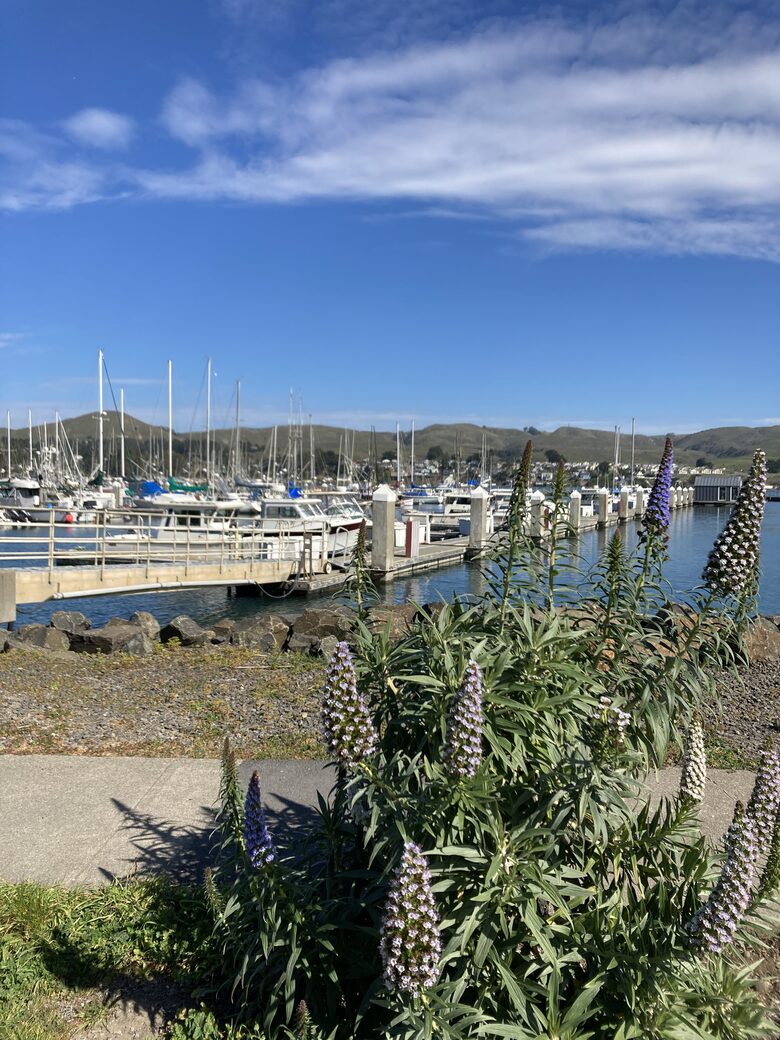 Boats at Bodega Harbor