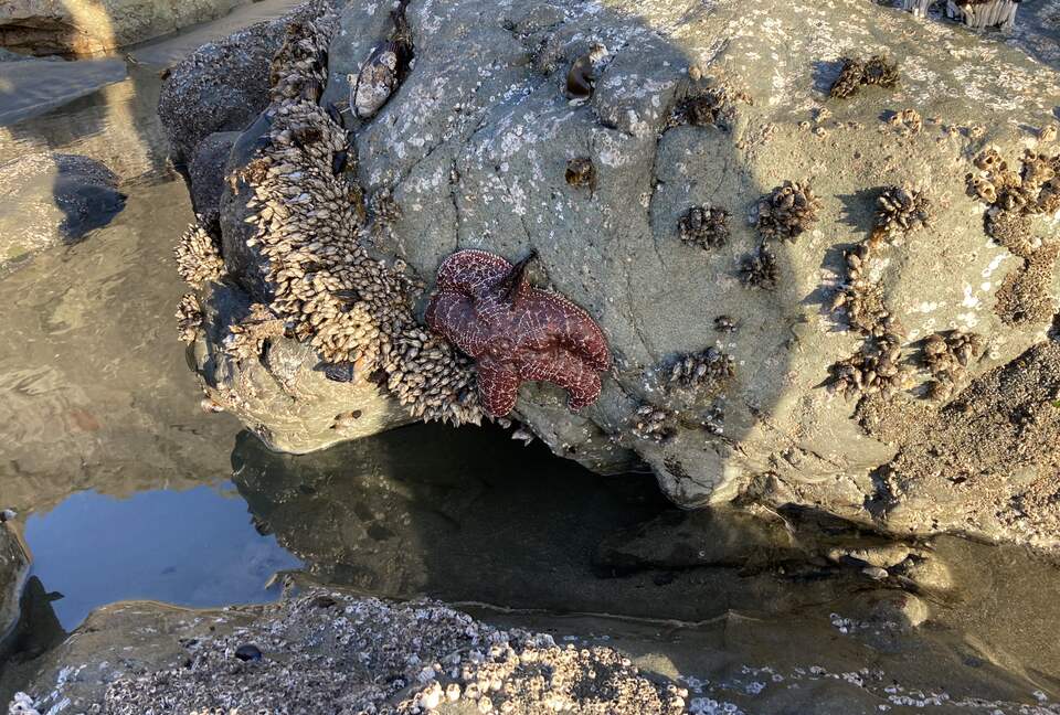 Tide pools at adjacent Pinnacle Beach.