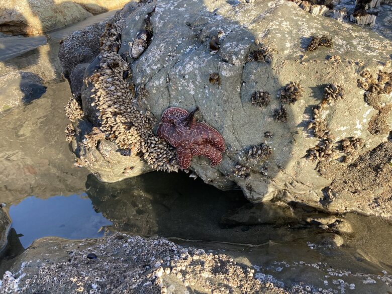 Tide pools at adjacent Pinnacle Beach.