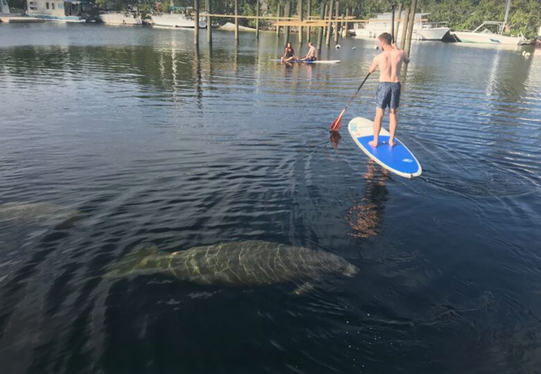Paddle boarding with the manatees