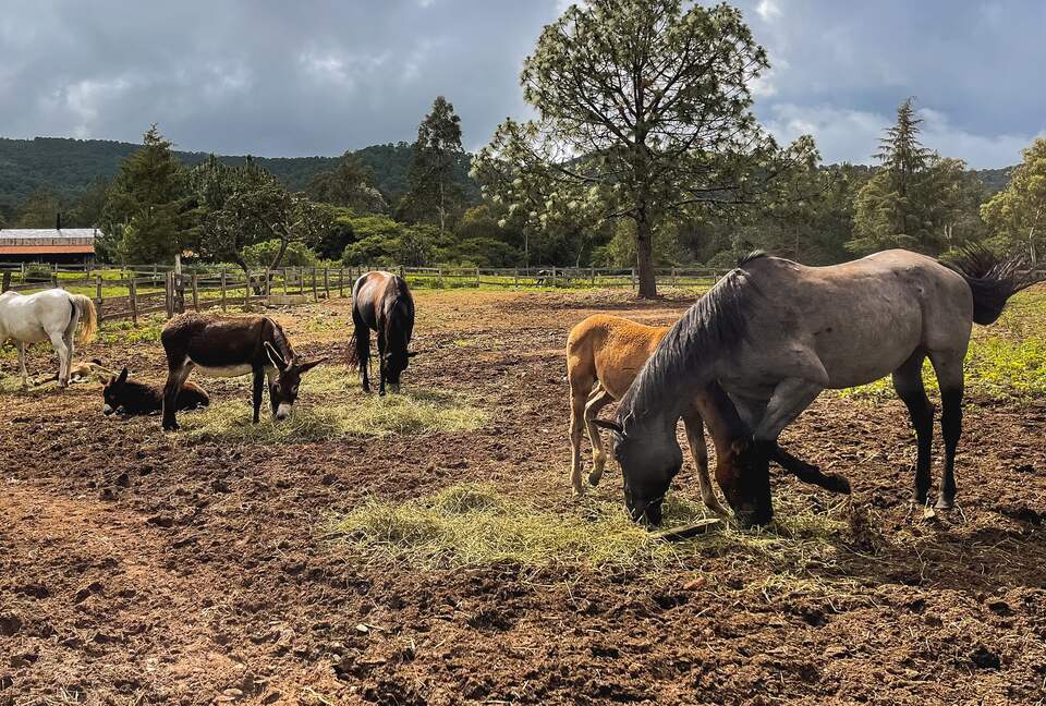 Home Exchange in Tonalá, Jalisco, Mexico