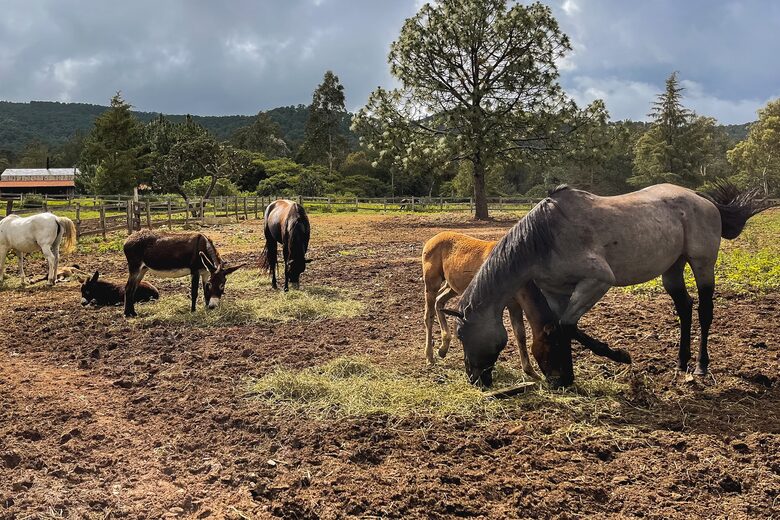 Home Exchange in Tonalá, Jalisco, Mexico