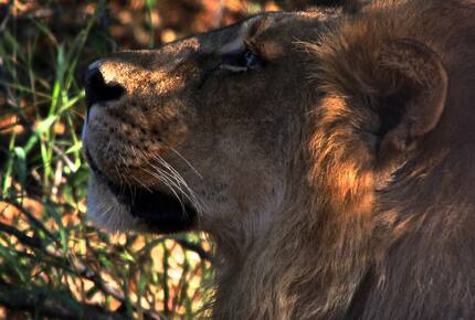 Lubberust Safari Lodge - Tuli Block, Botswana