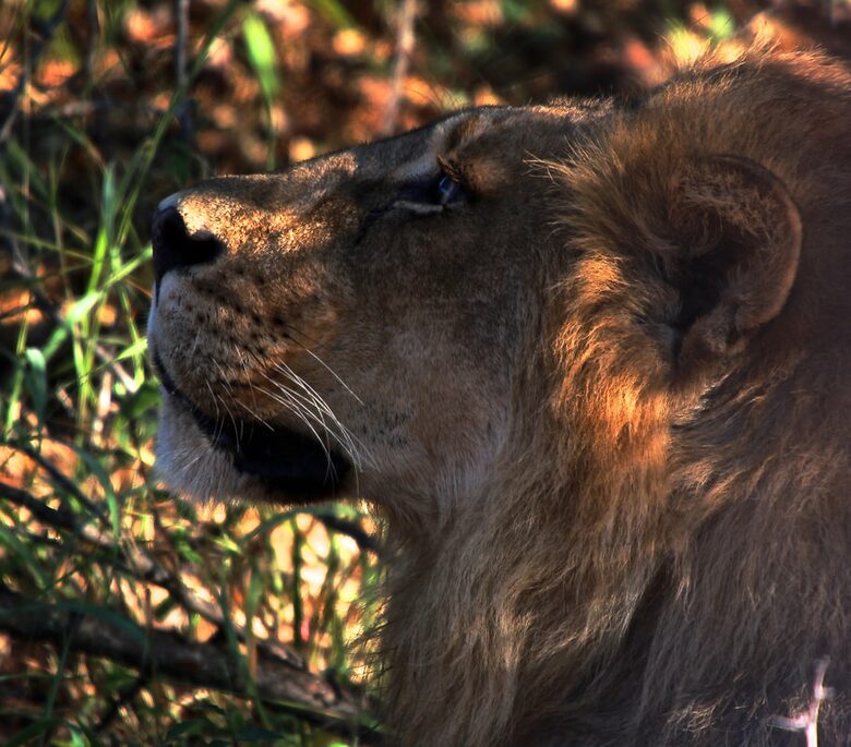 Lubberust Safari Lodge - Tuli Block, Botswana