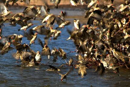 Lubberust Safari Lodge - Tuli Block, Botswana