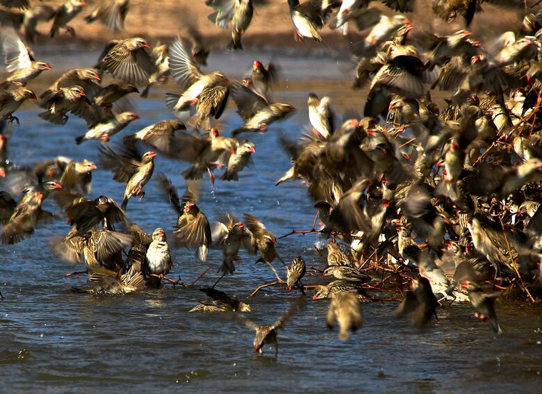 Lubberust Safari Lodge - Tuli Block, Botswana