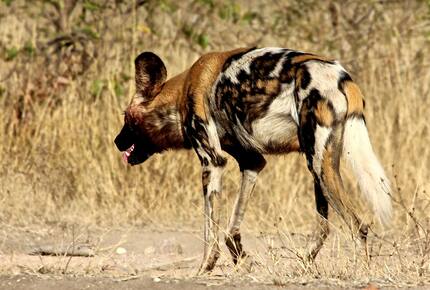 Lubberust Safari Lodge - Tuli Block, Botswana