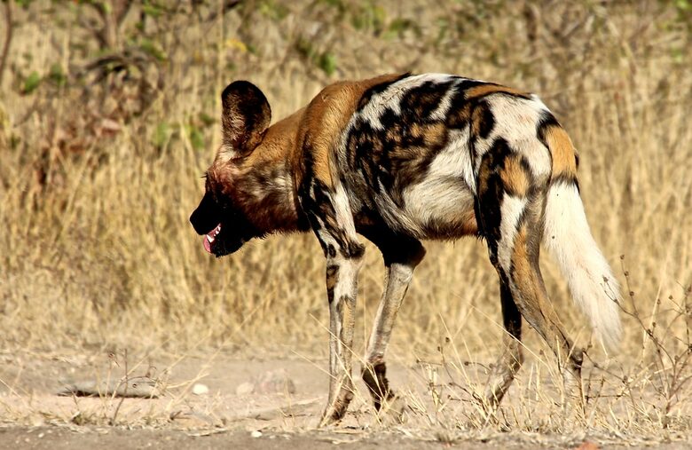 Lubberust Safari Lodge - Tuli Block, Botswana