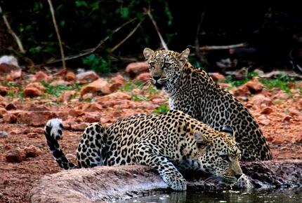 Lubberust Safari Lodge - Tuli Block, Botswana
