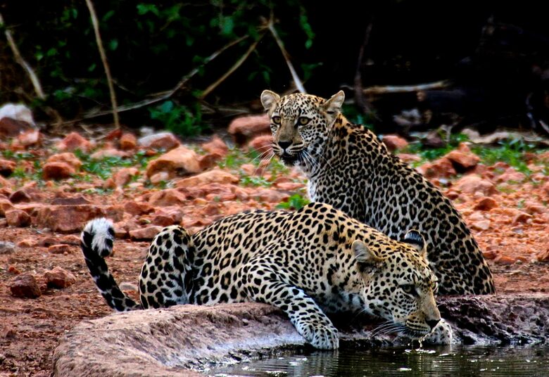 Lubberust Safari Lodge - Tuli Block, Botswana