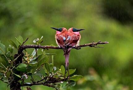 Lubberust Safari Lodge - Tuli Block, Botswana