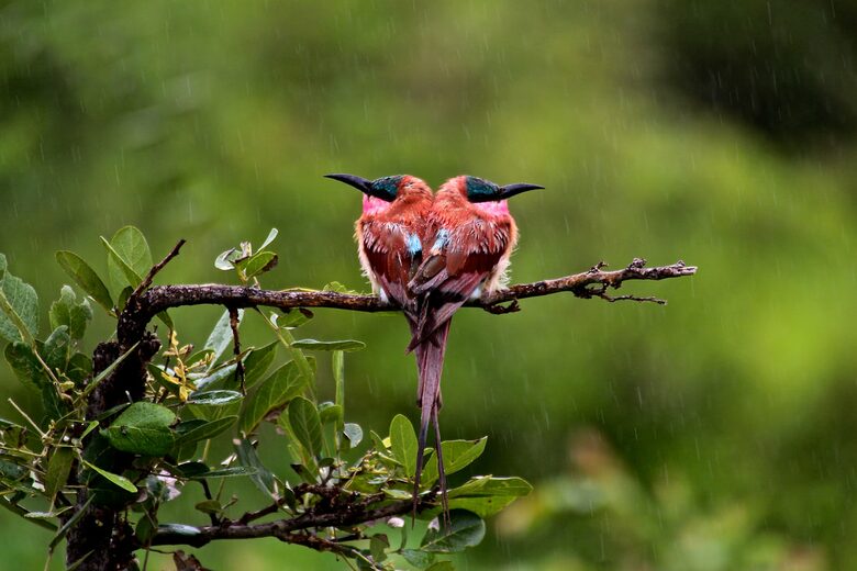 Lubberust Safari Lodge - Tuli Block, Botswana
