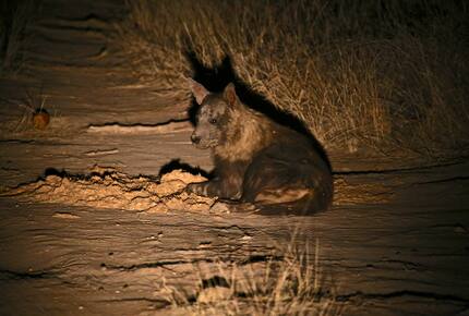 Lubberust Safari Lodge - Tuli Block, Botswana