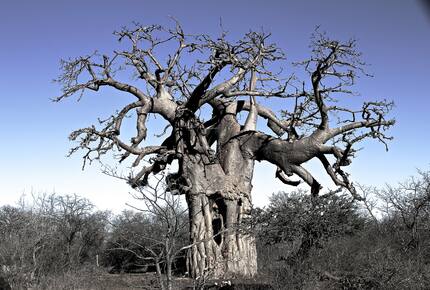 Lubberust Safari Lodge - Tuli Block, Botswana