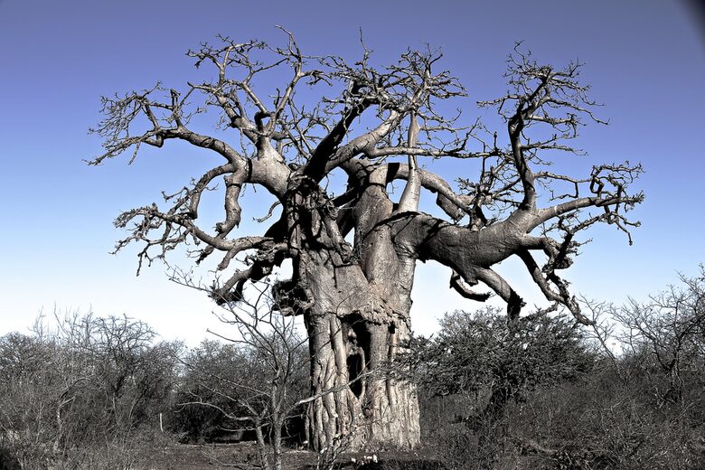 Lubberust Safari Lodge - Tuli Block, Botswana