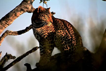 Lubberust Safari Lodge - Tuli Block, Botswana