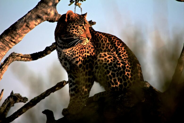 Lubberust Safari Lodge - Tuli Block, Botswana