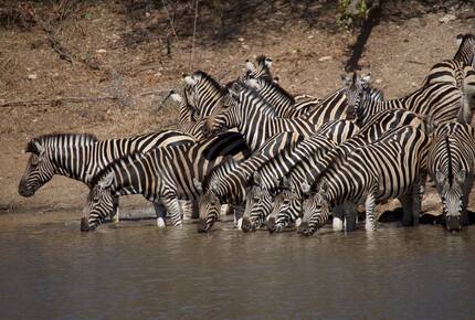 Lubberust Safari Lodge - Tuli Block, Botswana