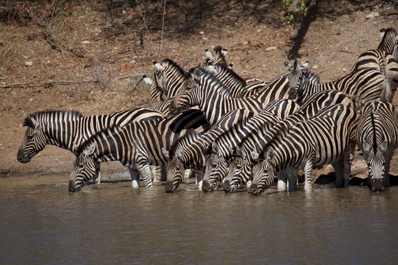 Lubberust Safari Lodge - Tuli Block, Botswana