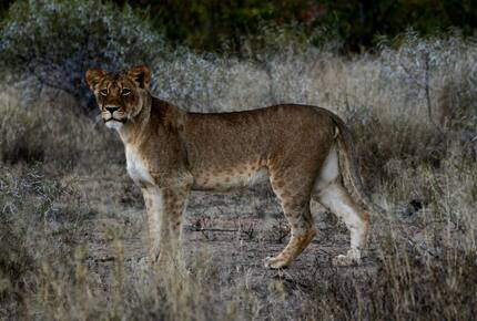 Lubberust Safari Lodge - Tuli Block, Botswana