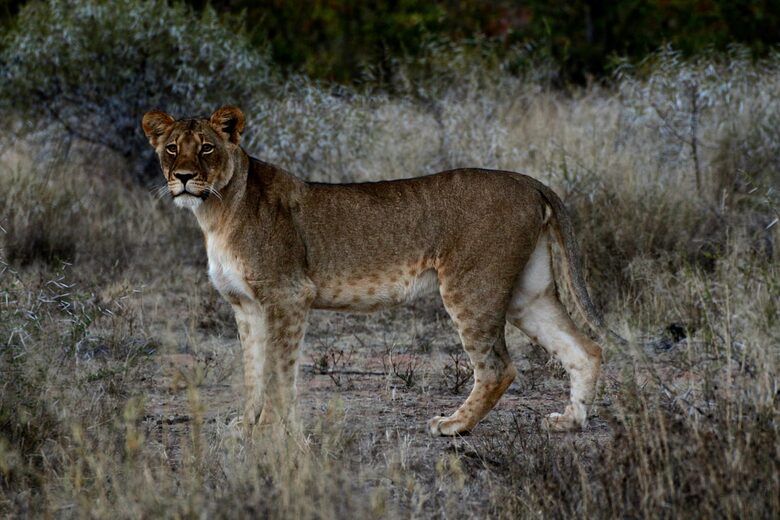 Lubberust Safari Lodge - Tuli Block, Botswana