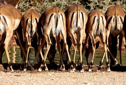 Lubberust Safari Lodge - Tuli Block, Botswana
