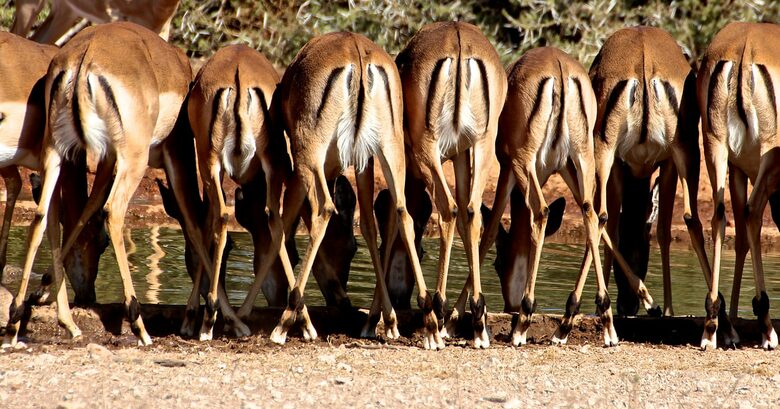 Lubberust Safari Lodge - Tuli Block, Botswana