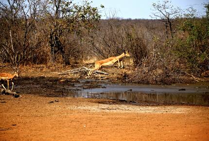 Lubberust Safari Lodge - Tuli Block, Botswana
