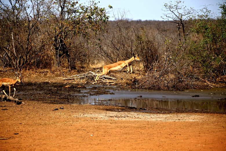 Lubberust Safari Lodge - Tuli Block, Botswana