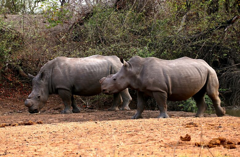 Lubberust Safari Lodge - Tuli Block, Botswana
