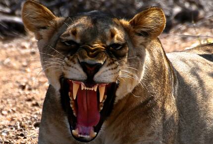 Lubberust Safari Lodge - Tuli Block, Botswana
