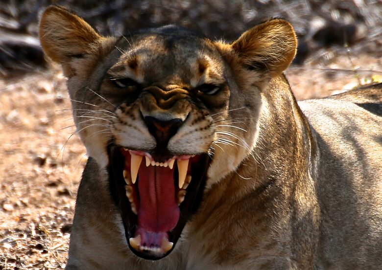 Lubberust Safari Lodge - Tuli Block, Botswana