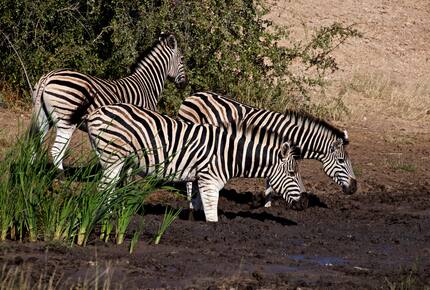 Lubberust Safari Lodge - Tuli Block, Botswana