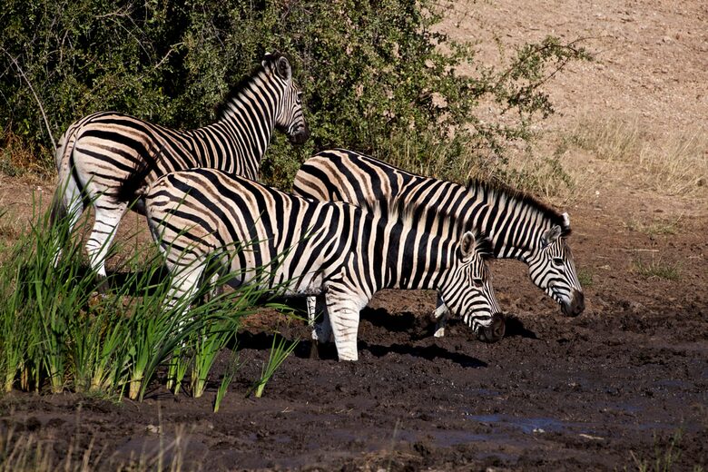 Lubberust Safari Lodge - Tuli Block, Botswana