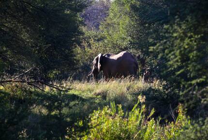 Lubberust Safari Lodge - Tuli Block, Botswana