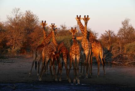 Lubberust Safari Lodge - Tuli Block, Botswana