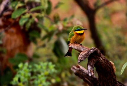 Lubberust Safari Lodge - Tuli Block, Botswana