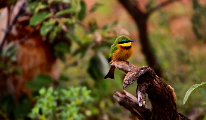 Lubberust Safari Lodge - Tuli Block, Botswana