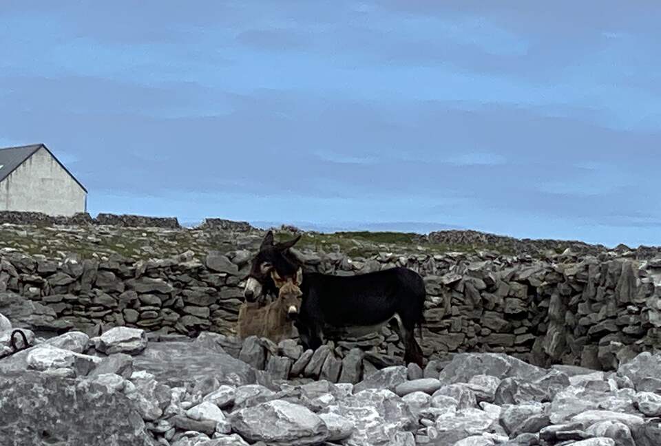 Home Exchange in Ennis, Clare, Ireland