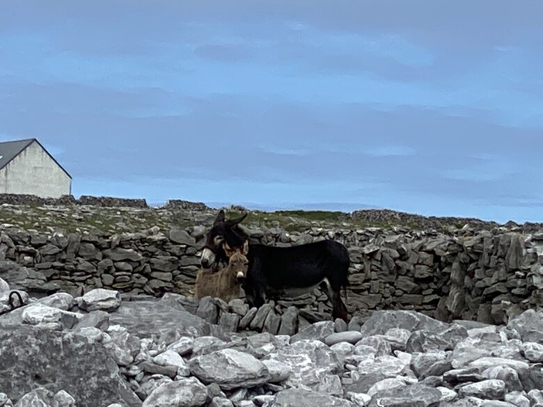 Home Exchange in Ennis, Clare, Ireland