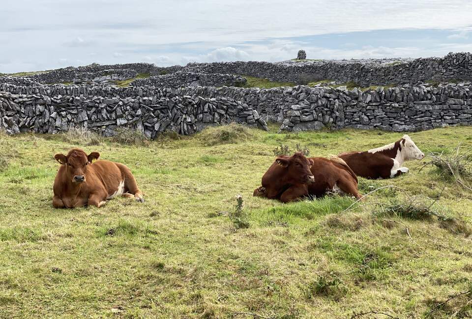 Home Exchange in Ennis, Clare, Ireland